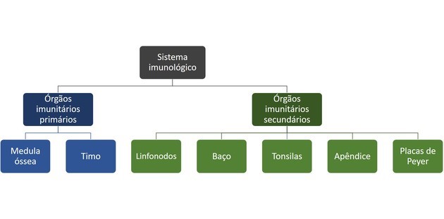 órgãos sistema imunológico