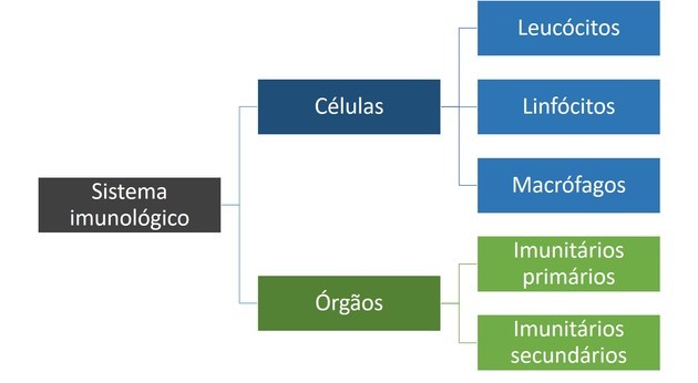 sistema imunológico células e órgaos